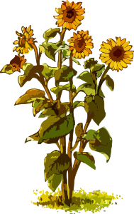 openclipart圖庫：Sunflower