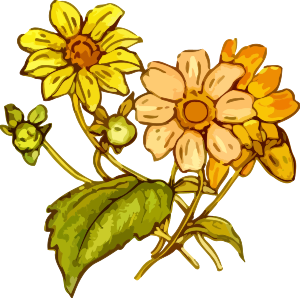 https://openclipart.org/image/300px/svg_to_png/237486/Flower25.png
