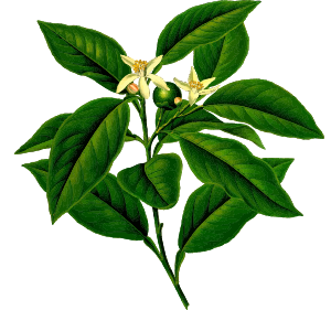 openclipart圖庫：Lemon tree (detailed)