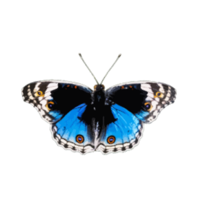 https://openclipart.org/image/300px/svg_to_png/238173/Butterfly8.png
