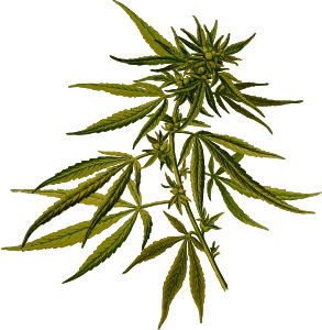 https://openclipart.org/image/300px/svg_to_png/238184/CannabisHires.png