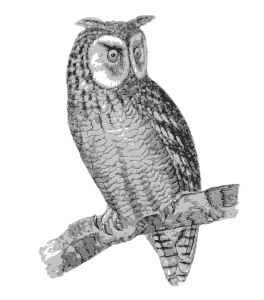 openclipart圖庫：Owl