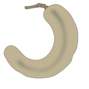 openclipart圖庫：tamarind