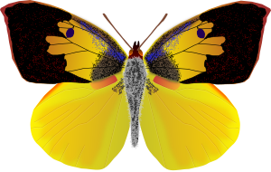 openclipart圖庫：dogface butterfly