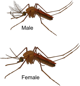 openclipart圖庫：Aedes Mosquito Male and Female
