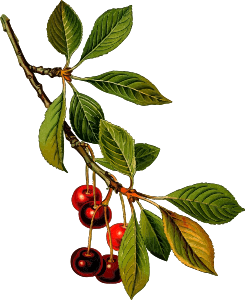 openclipart圖庫：Sour cherry tree 2 (detailed)