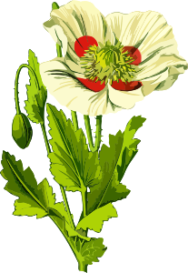 https://openclipart.org/image/300px/svg_to_png/241198/OpiumPoppy3Lores.png