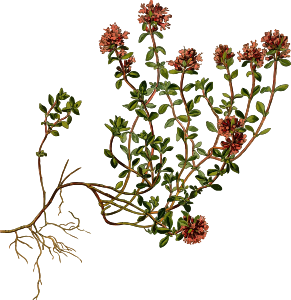 openclipart圖庫：Wild thyme (detailed)