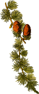 https://openclipart.org/image/300px/svg_to_png/241701/EuropeanLarch2Lores.png