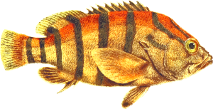 https://openclipart.org/image/300px/svg_to_png/241908/BlackbandedSeaperch.png