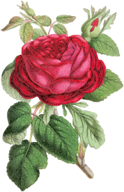 openclipart圖庫：Vintage Rose Illustration