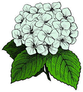 openclipart圖庫：Hydrangea