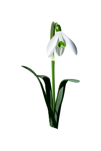 openclipart圖庫：snowdrop
