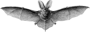 openclipart圖庫：Brown long-eared bat
