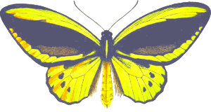 https://openclipart.org/image/300px/svg_to_png/243281/Ornithoptera.png