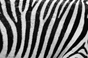 https://openclipart.org/image/300px/svg_to_png/243363/ZebraFur.png