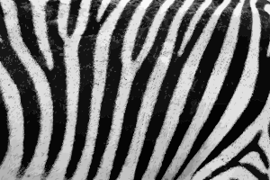 openclipart圖庫：Zebra fur