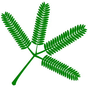 openclipart圖庫：Mimosa set of twigs- as typically seen on the plant