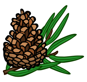 openclipart圖庫：conifer cone - coloured