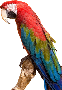 openclipart圖庫：Colorful Parrot