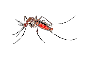 openclipart圖庫：cartoon mosquito spreading Aedes aegypti