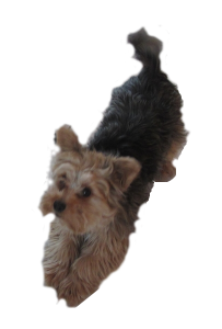 openclipart圖庫：Yorkie dog pleading
