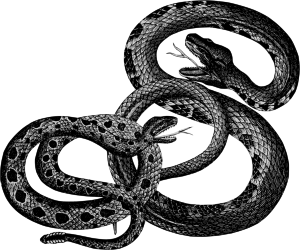 openclipart圖庫：Vintage Snakes