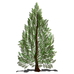 openclipart圖庫：Pine tree