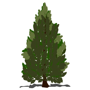 openclipart圖庫：Pine tree