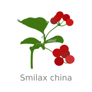 https://openclipart.org/image/300px/svg_to_png/253163/smilax-china.png