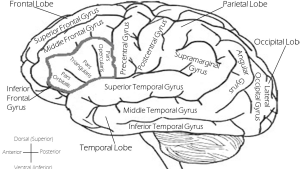 https://openclipart.org/image/300px/svg_to_png/254918/Labeled-Brain.png