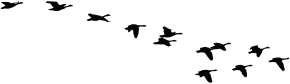 openclipart圖庫：Flock Of Flying Geese Silhouette