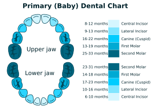 openclipart圖庫：Primary Dental Chart