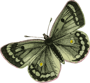 openclipart圖庫：Green Butterfly