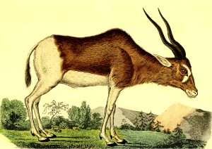 https://openclipart.org/image/300px/svg_to_png/262570/Antelope2.png