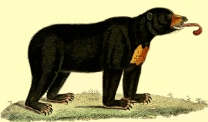 https://openclipart.org/image/300px/svg_to_png/262571/Bear2.png