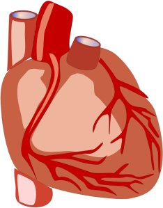 openclipart圖庫：Human heart