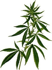 openclipart圖庫：Cannabis 2