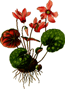 https://openclipart.org/image/300px/svg_to_png/265565/Cyclamen.png