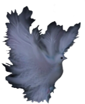 https://openclipart.org/image/300px/svg_to_png/265775/Dove-Fantasy-Delicate-Pale.png