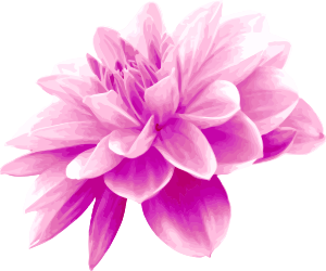 openclipart圖庫：Pink flower