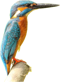 https://openclipart.org/image/300px/svg_to_png/267342/Kingfisher.png