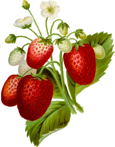 openclipart圖庫：Strawberries 2