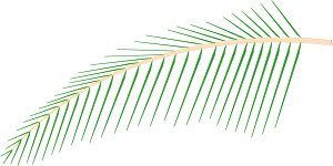 openclipart圖庫：Leaf of Coconut Tree
