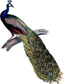 openclipart圖庫：Indian peacock