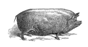 https://openclipart.org/image/300px/svg_to_png/271746/pig-pig.png