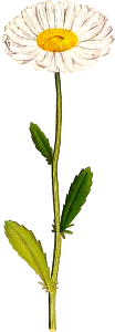 https://openclipart.org/image/300px/svg_to_png/274751/ChrysanthemumLeucanthemum.png