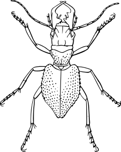 openclipart圖庫：Manticora tuberculata