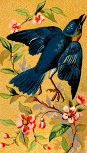 https://openclipart.org/image/300px/svg_to_png/275625/CigCardBluebird.png