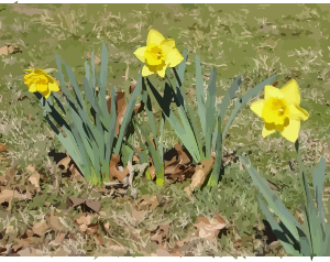 https://openclipart.org/image/300px/svg_to_png/276353/daffodils-11.png